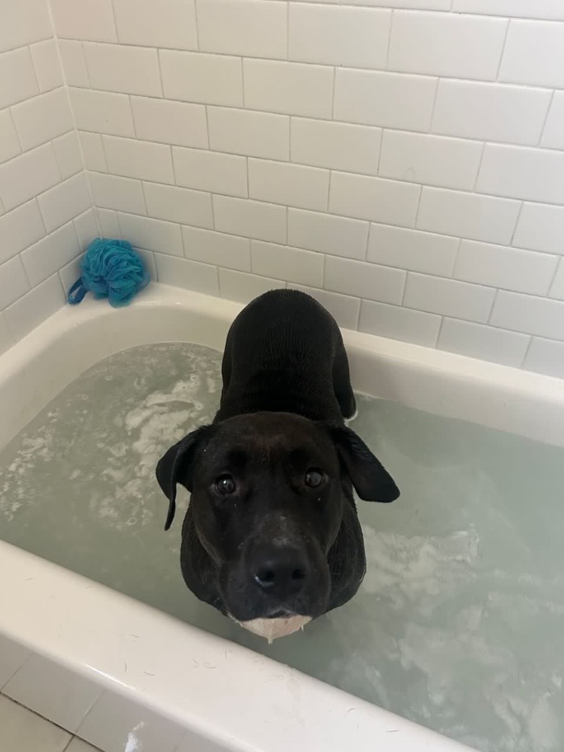 Enlarge Avery, a Adopted mixed breed in Los Angeles, CA image 2/4