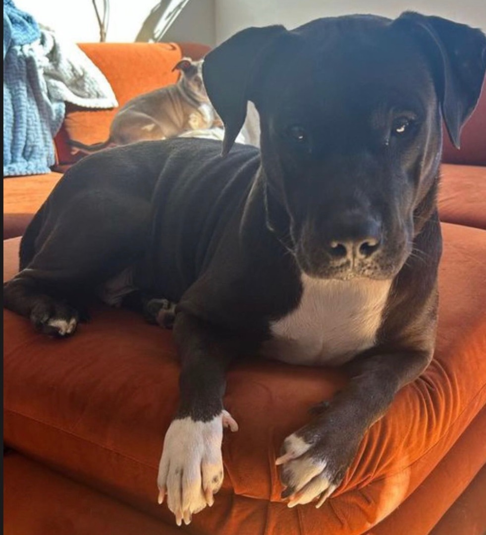 Enlarge Avery, a Adopted mixed breed in Los Angeles, CA image 3/4