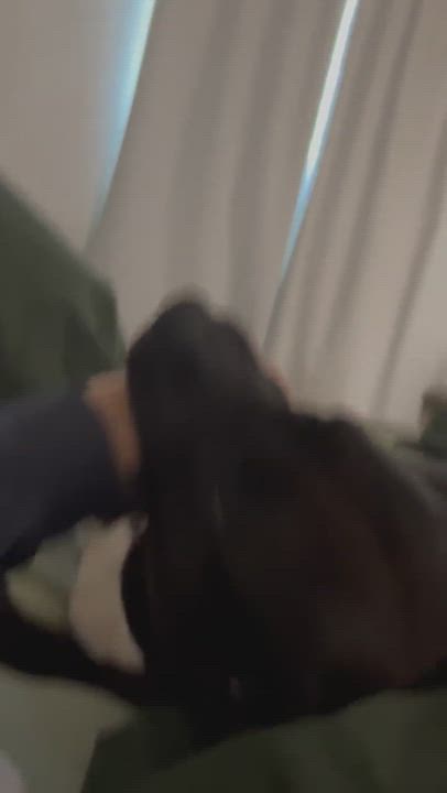 Enlarge Avery, a Adopted mixed breed in Los Angeles, CA video 4/4