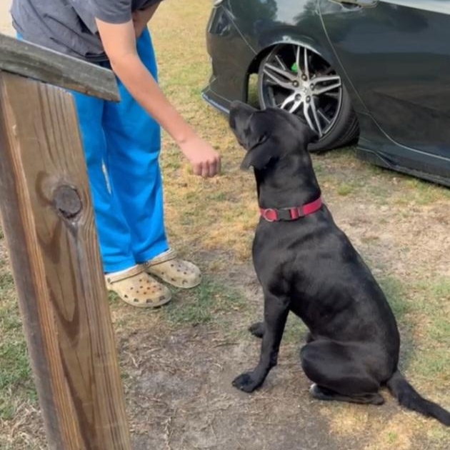 Gunner, a ADOPTABLE mixed breed in Raeford, NC image 3/5