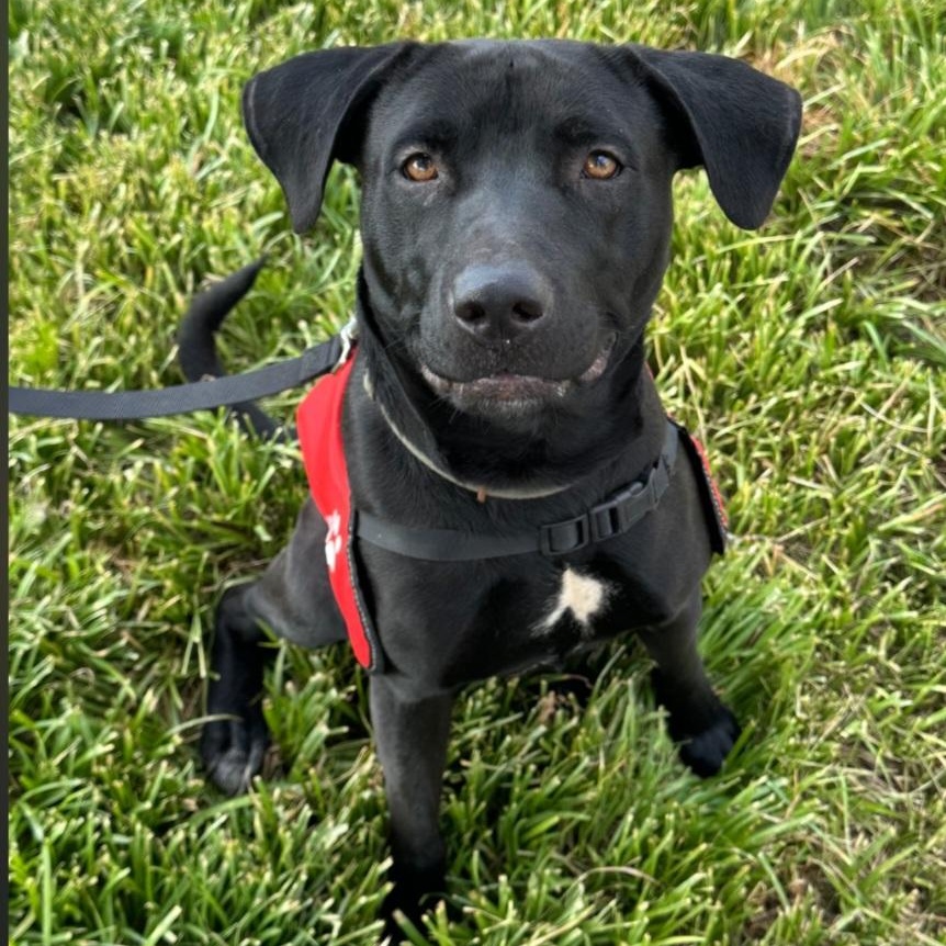 Gunner, a ADOPTABLE mixed breed in Raeford, NC image 2/5