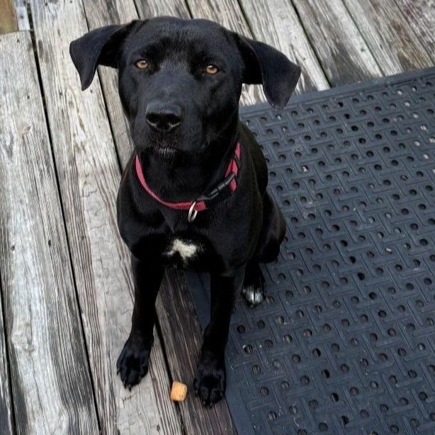Gunner, ADOPTABLE, Young Male Labrador Retriever & Terrier.