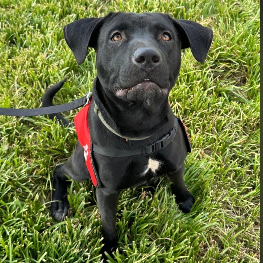 Gunner, an adopted mixed breed in Raeford, NC image 6/6