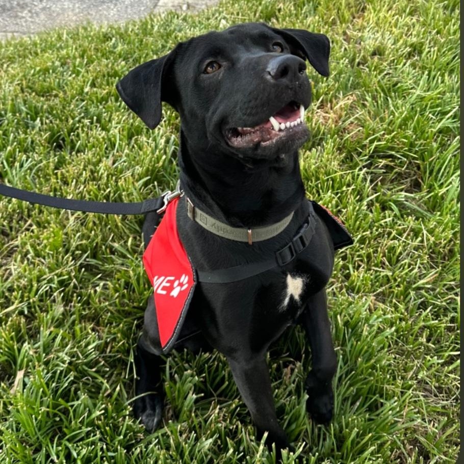 Gunner, a ADOPTABLE mixed breed in Raeford, NC image 5/5
