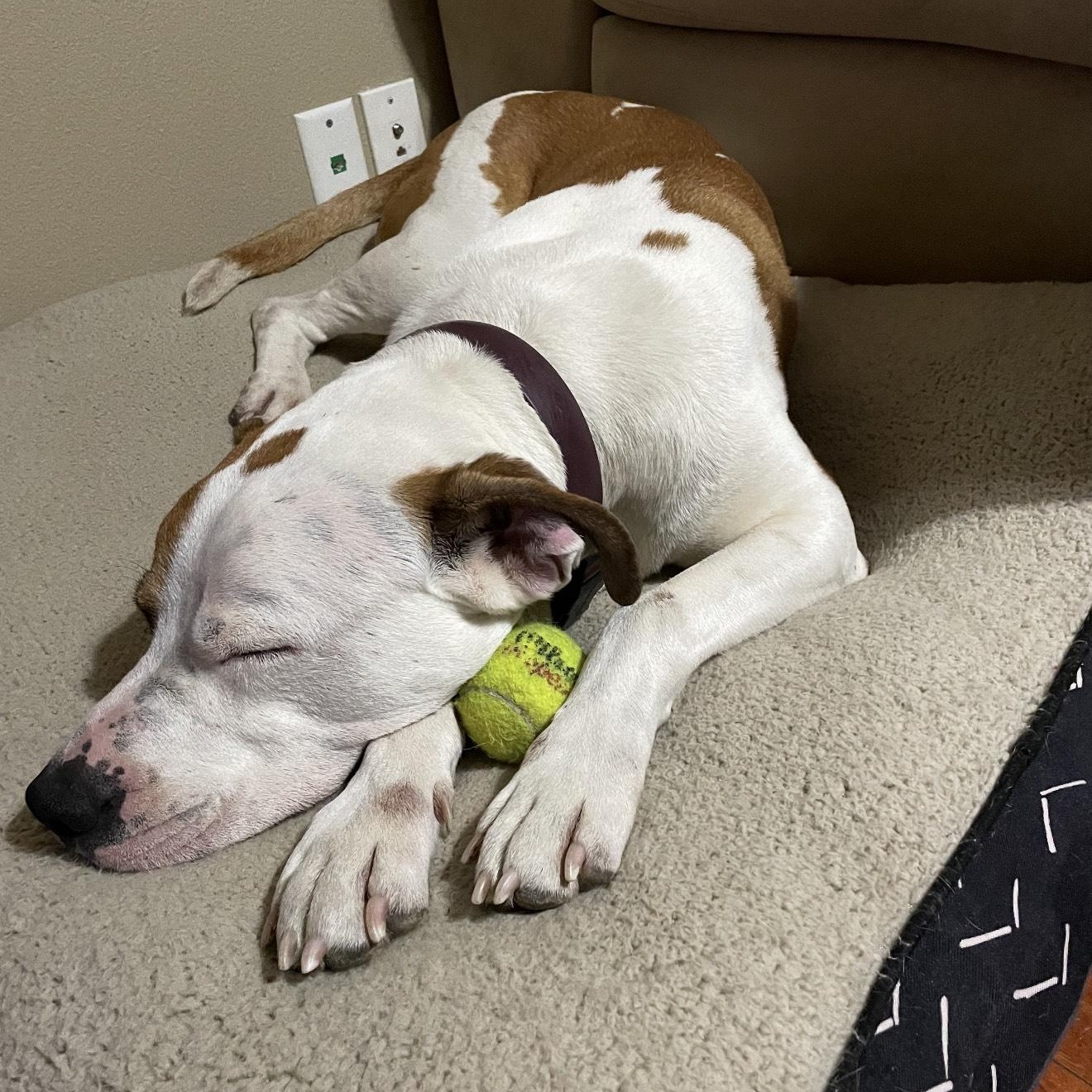 Chester — thumbnail 2