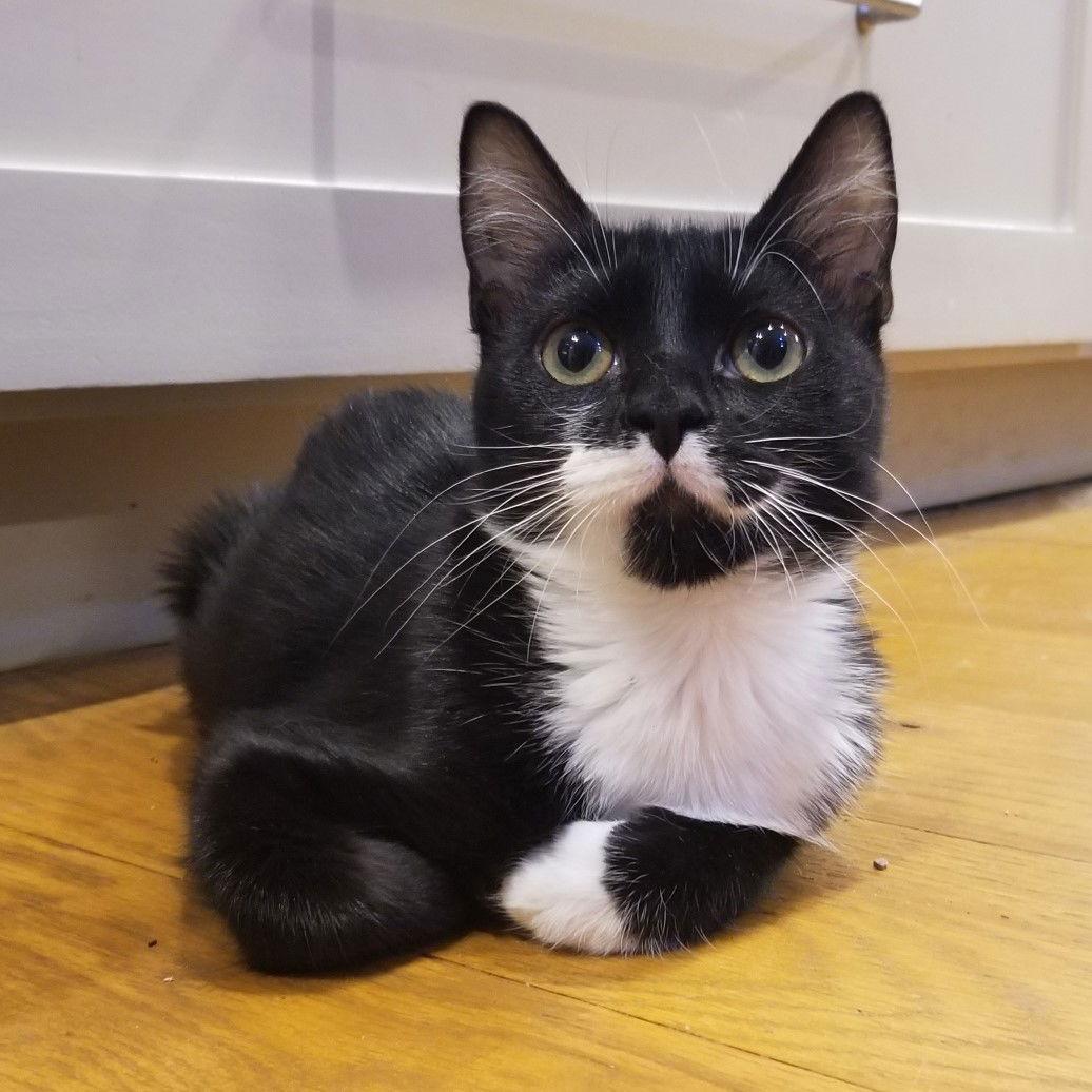 Sammie Jo, Adoptable, Young Female Tuxedo & Domestic Short Hair.