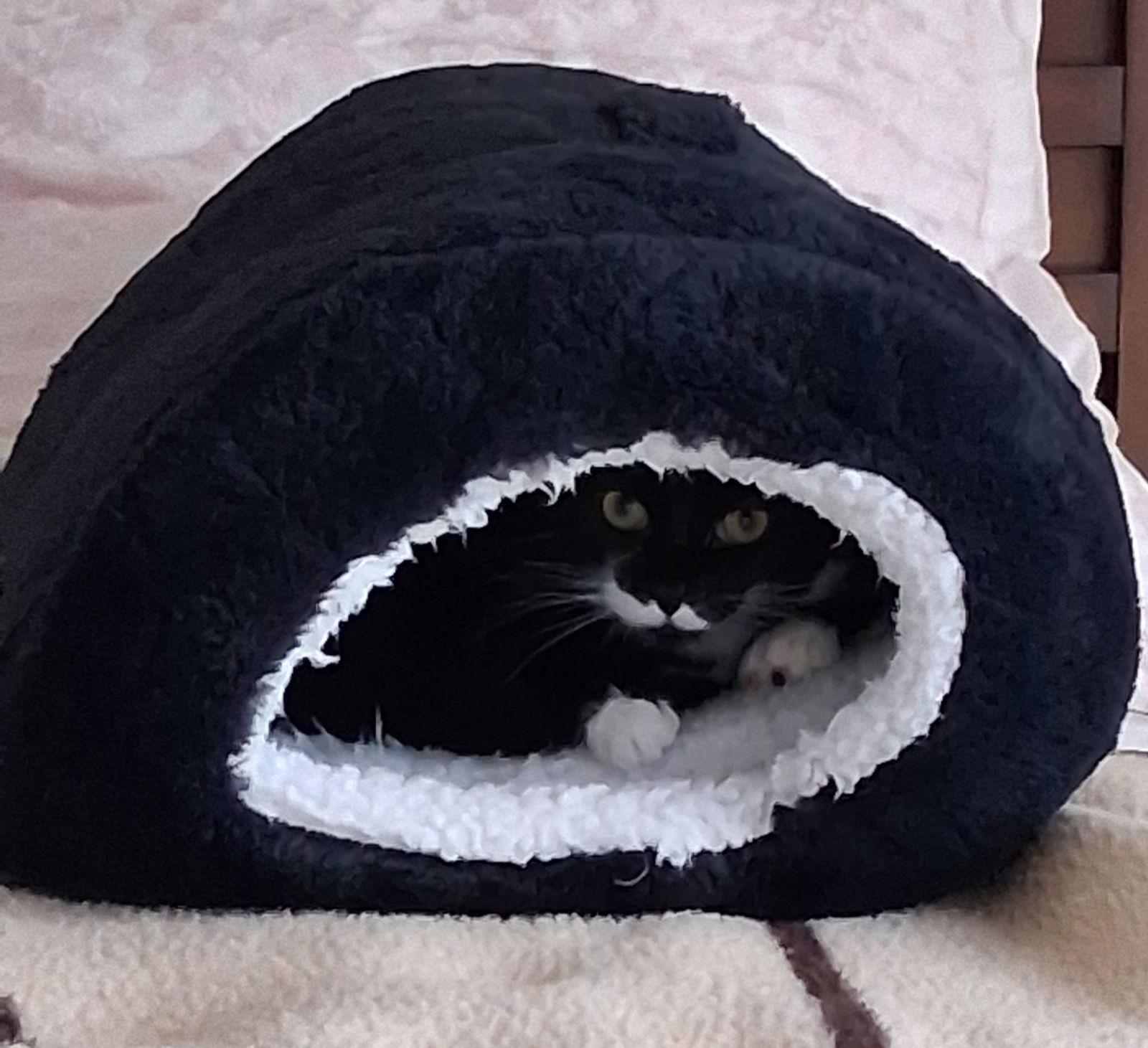 Sammie Jo, Adoptable, Young Female Domestic Short Hair & Tuxedo.