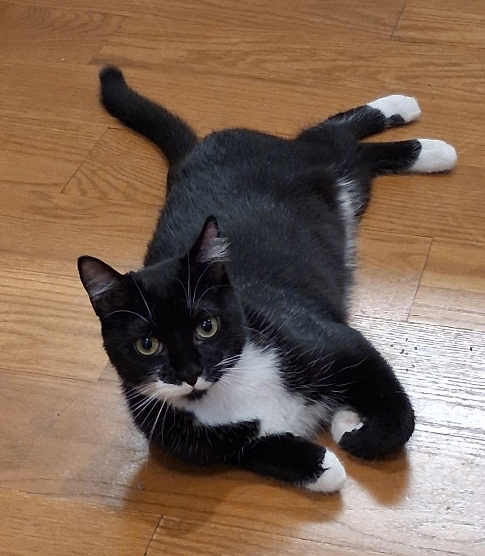 Enlarge Sammie Jo, a Adoptable mixed breed in Garland, TX image 2/3