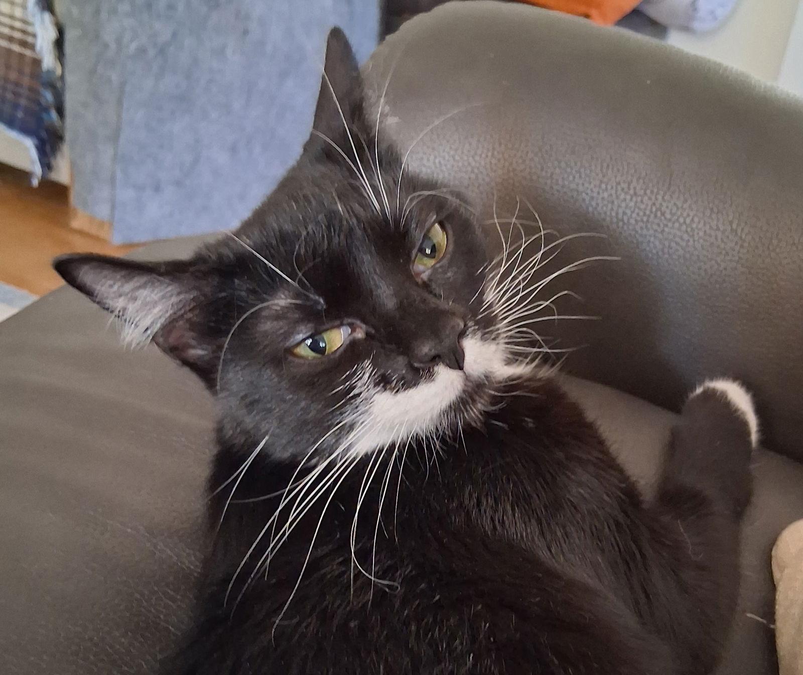 Enlarge Sammie Jo, a Adoptable mixed breed in Garland, TX image 3/3