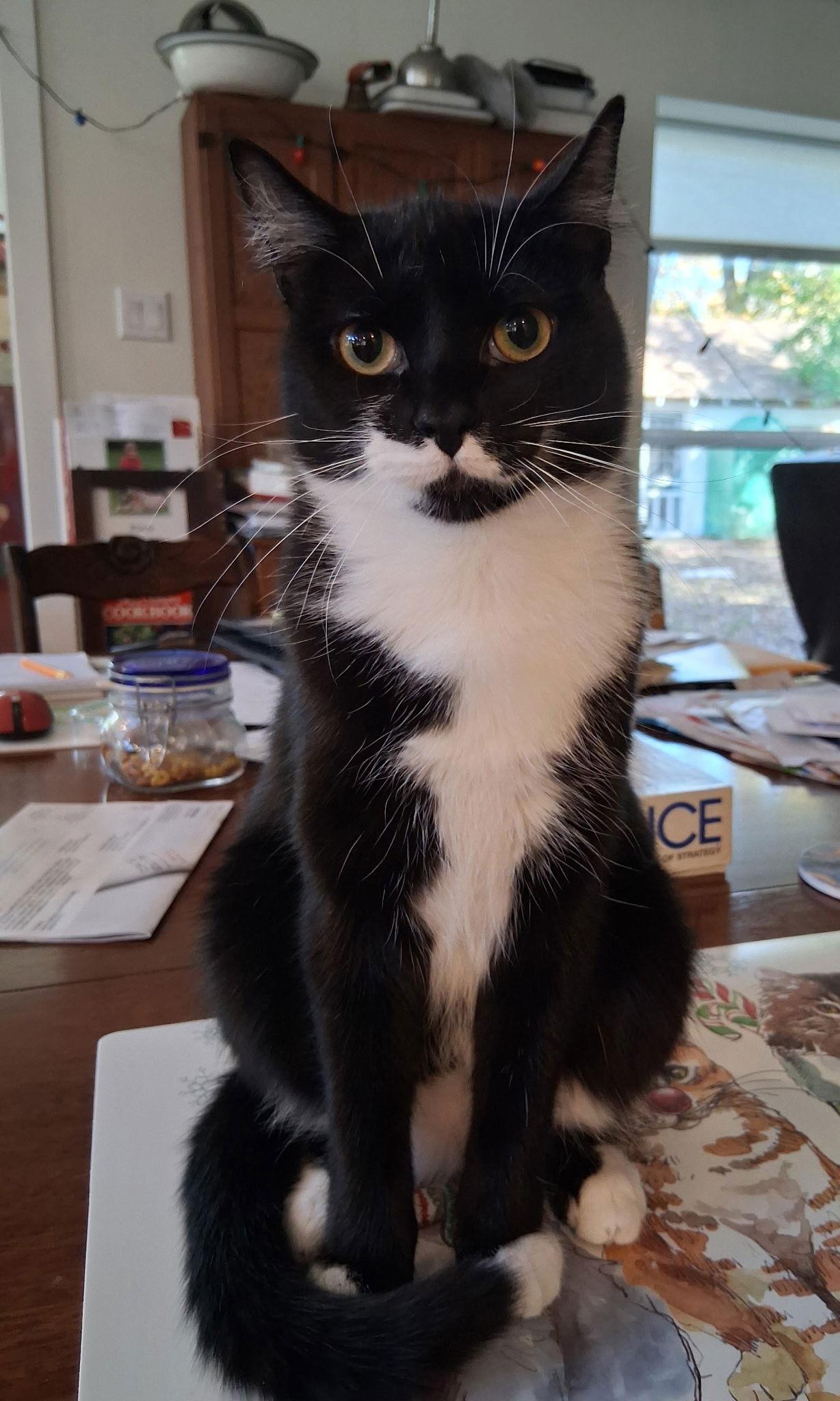 Enlarge Sammie Jo, a Adoptable mixed breed in Garland, TX image 3/3