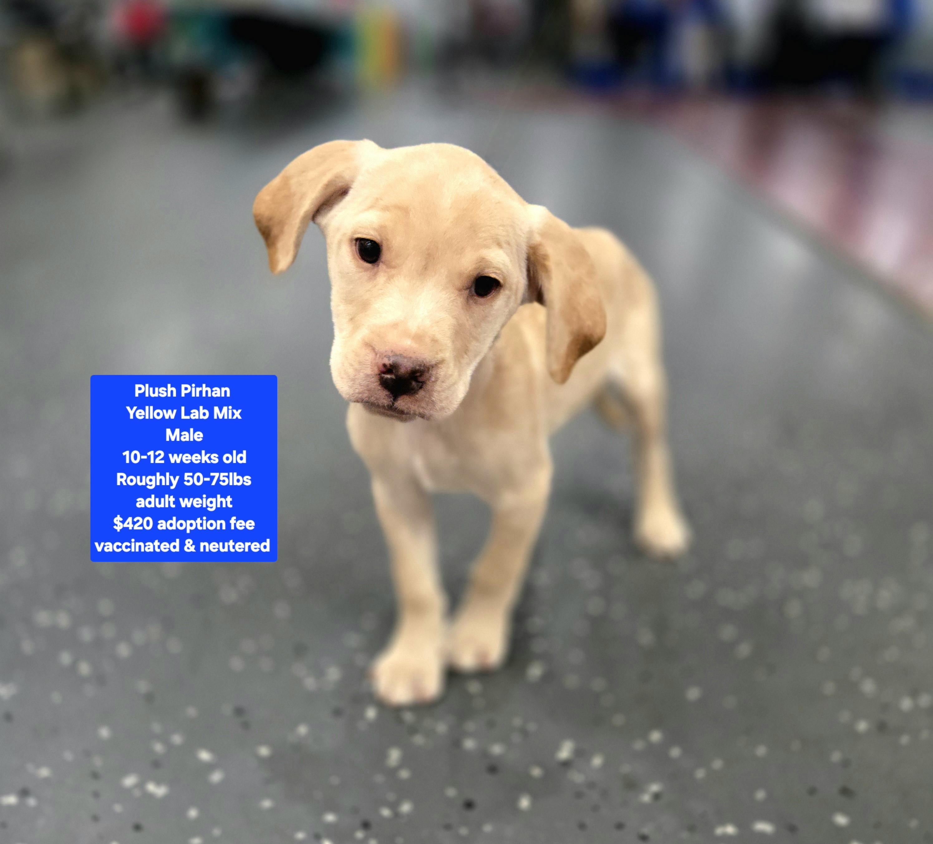 Plush Piranha, ADOPTABLE, Puppy Male Yellow Labrador Retriever.