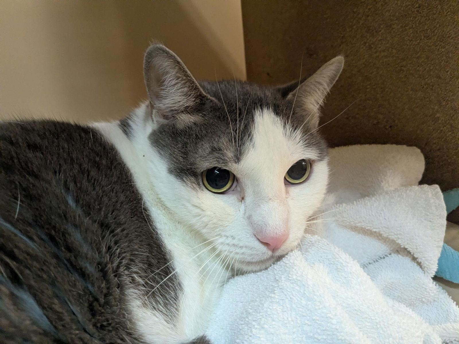 Victor, Adoptable, Adult Male Domestic Short Hair.