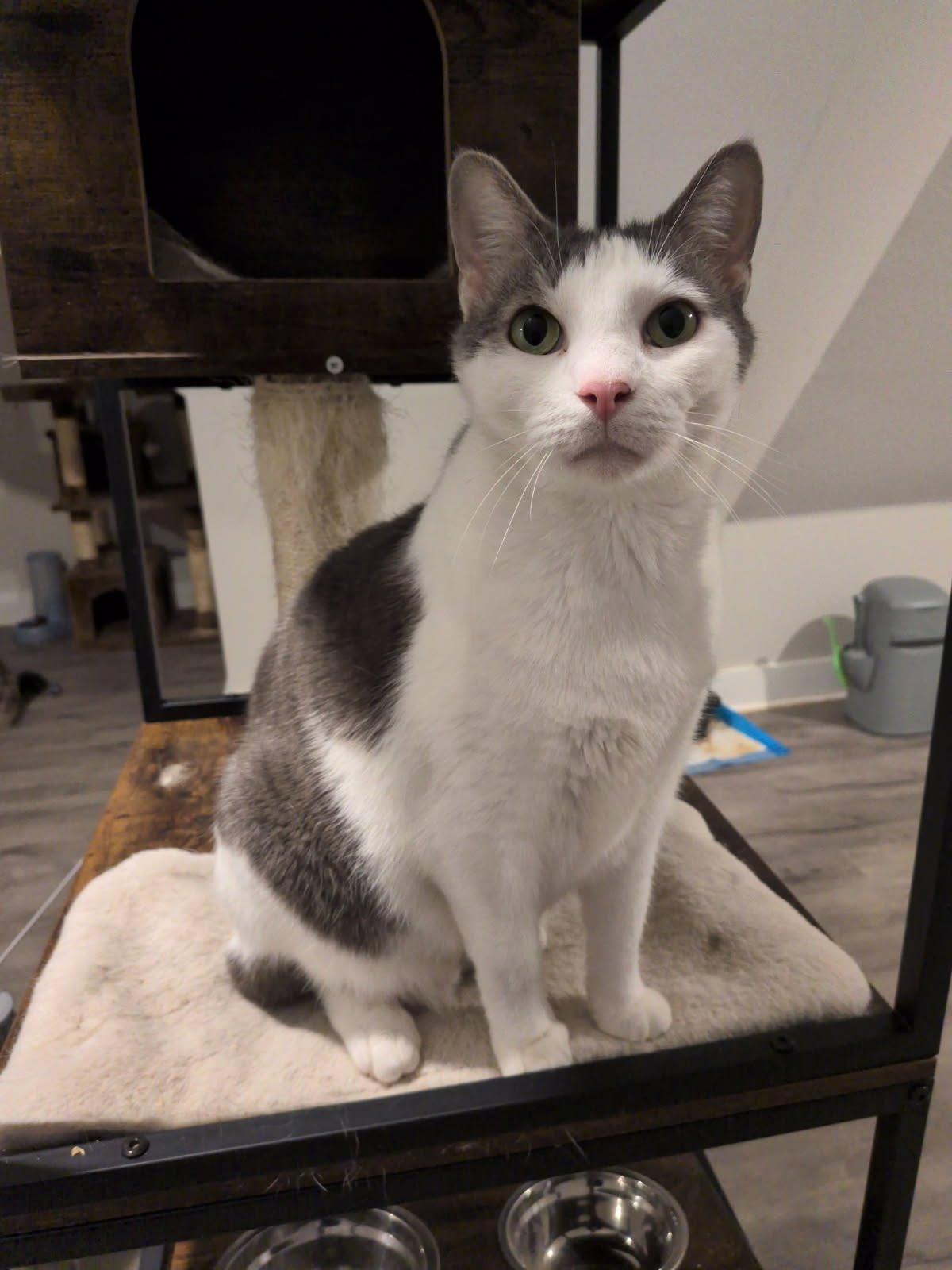 Enlarge Victor, a Adoptable Domestic Short Hair in Rowlett, TX image 1/3