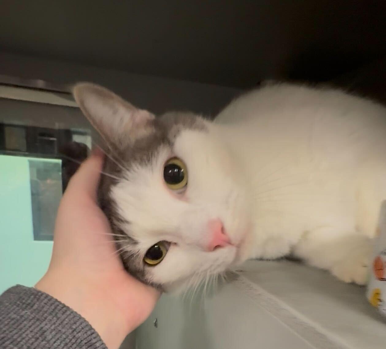 Enlarge Victor, a Adoptable Domestic Short Hair in Rowlett, TX image 2/3