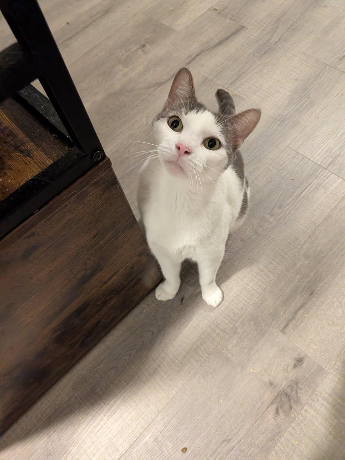 Enlarge Victor, a Adoptable Domestic Short Hair in Rowlett, TX image 2/3