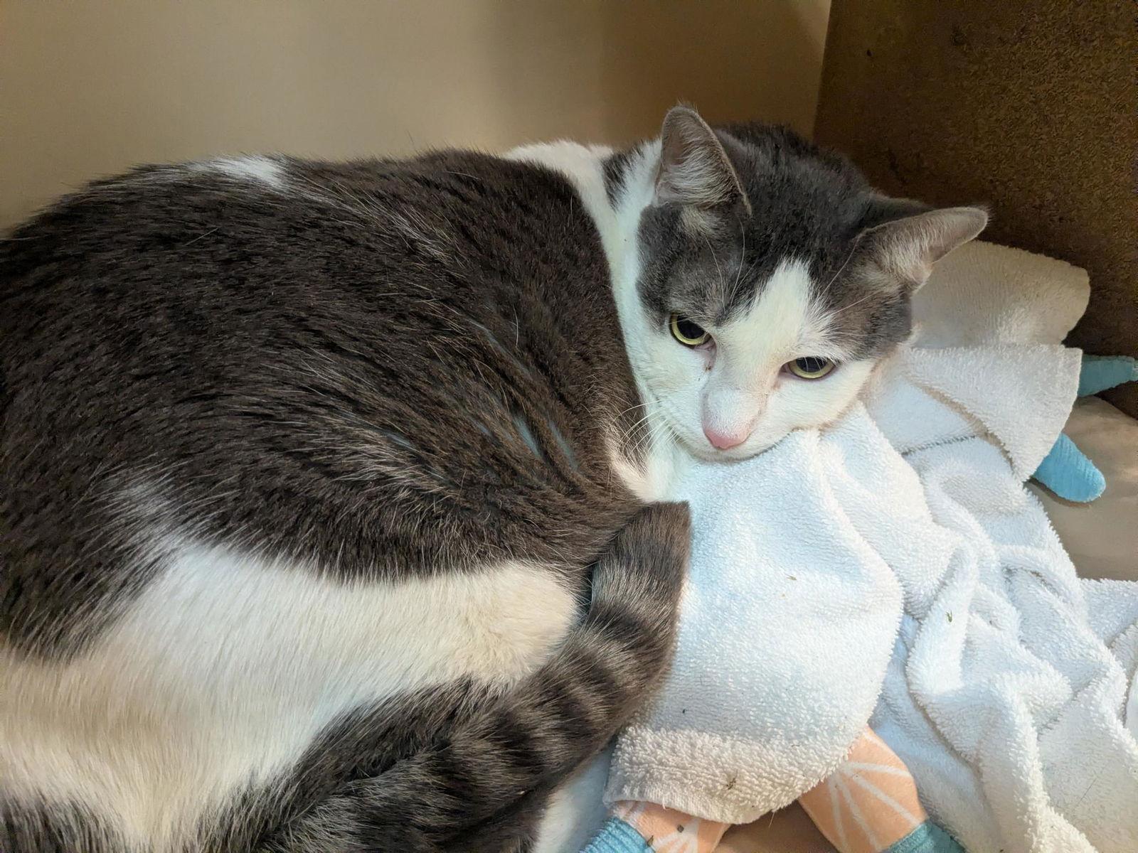 Enlarge Victor, a Adoptable Domestic Short Hair in Rowlett, TX image 3/3