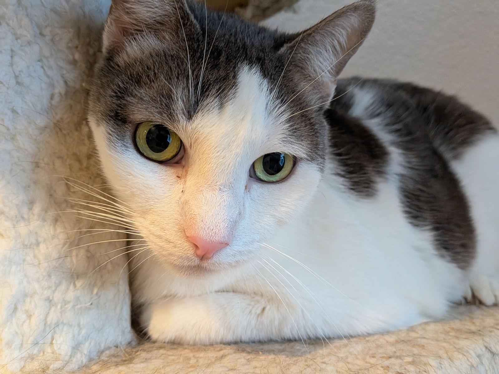 Enlarge Victor, a Adoptable Domestic Short Hair in Rowlett, TX image 3/3