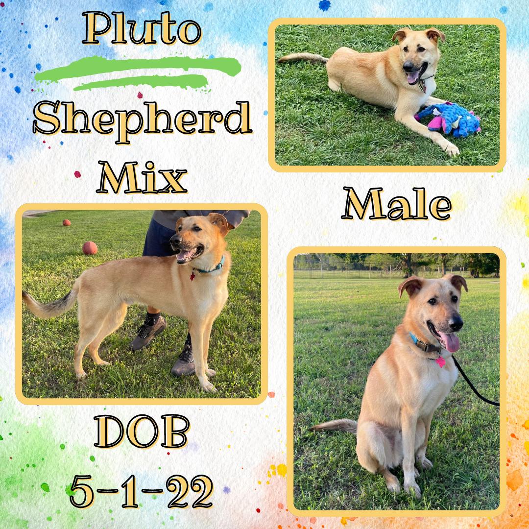 Dog for adoption Pluto, a German Shepherd Dog Mix in Chambersburg
