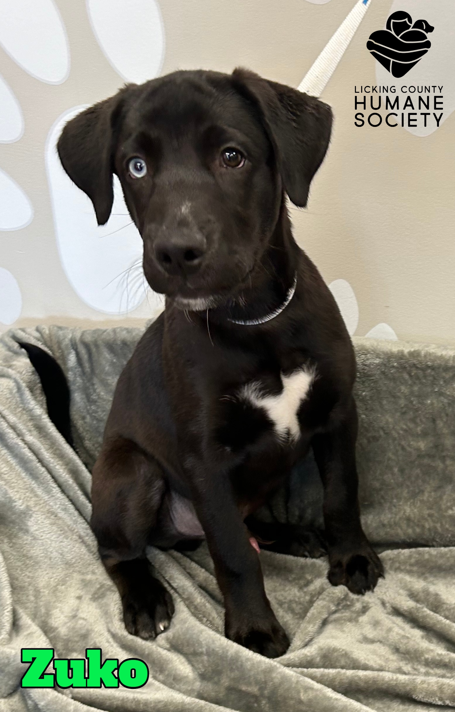 Dog for adoption Zuko, a Labrador Retriever & Husky Mix in Heath, OH