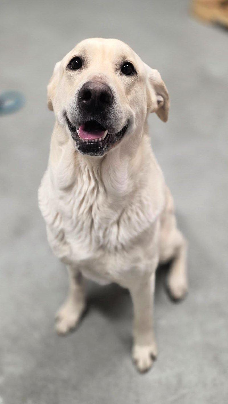 Marley, ADOPTABLE, Young Female Labrador Retriever.