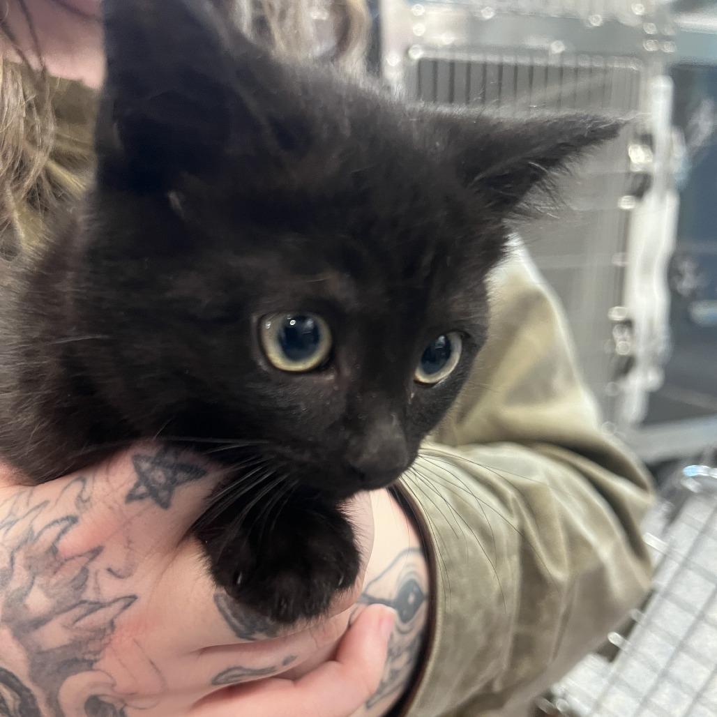 Muffin, a Adoptable Domestic Short Hair in Port Townsend, WA image 1/2