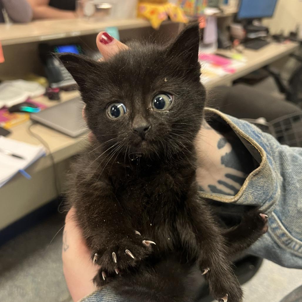Muffin, a Adoptable Domestic Short Hair in Port Townsend, WA image 2/2