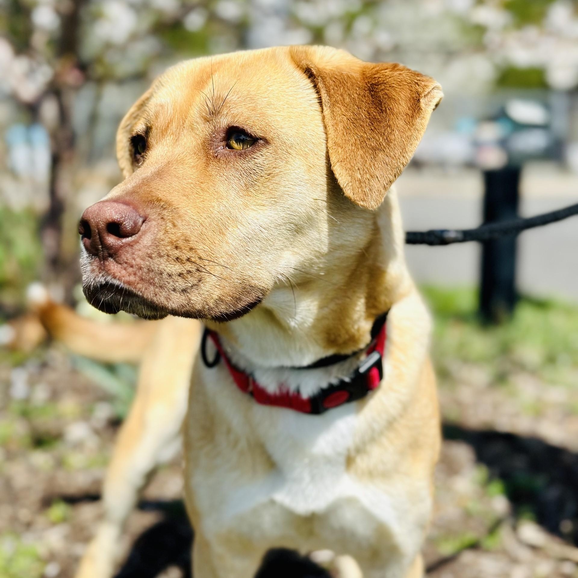 Enlarge Sunny , a ADOPTABLE mixed breed in Manahawkin, NJ image 3/4