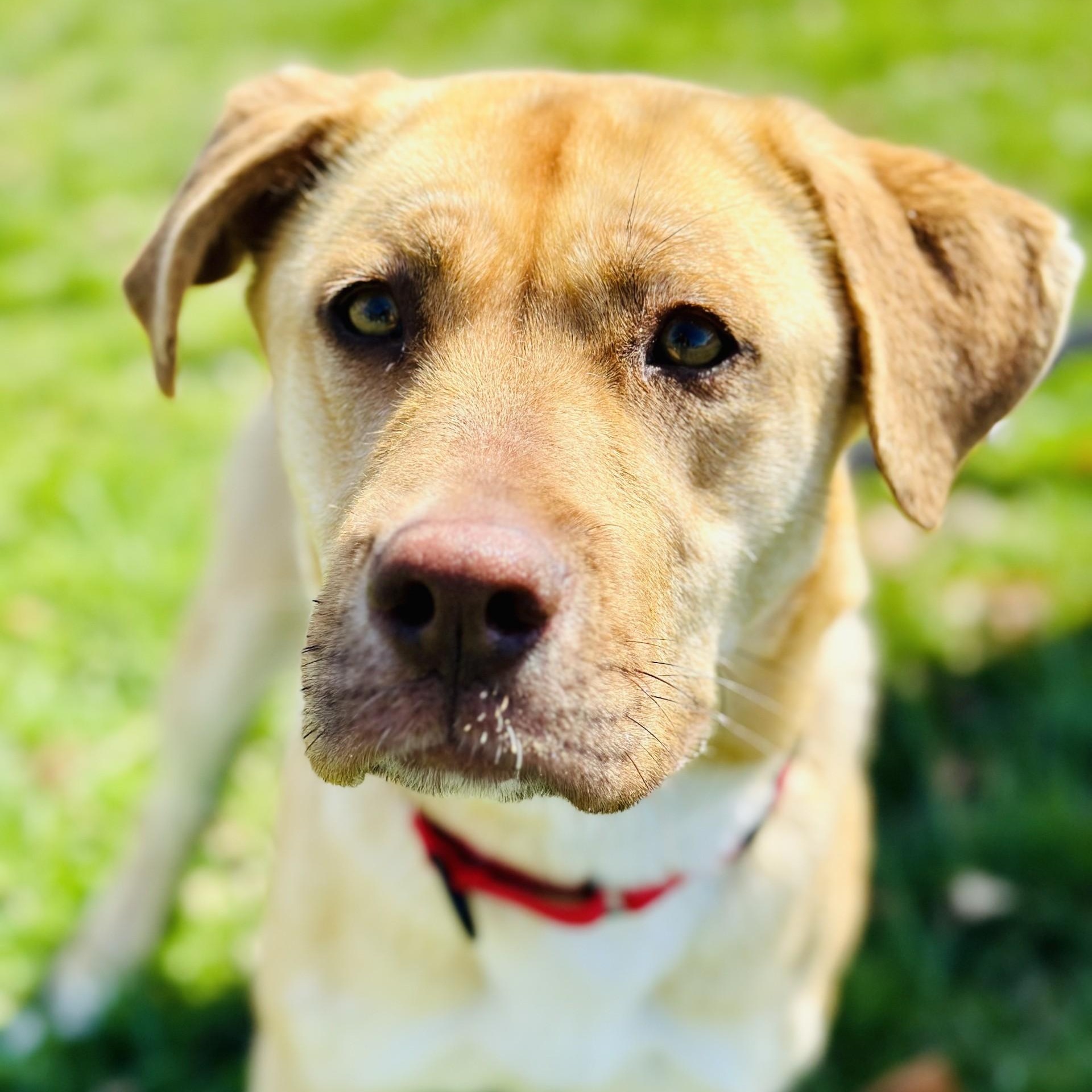 Sunny , ADOPTABLE, Adult Female Golden Retriever & Labrador Retriever.