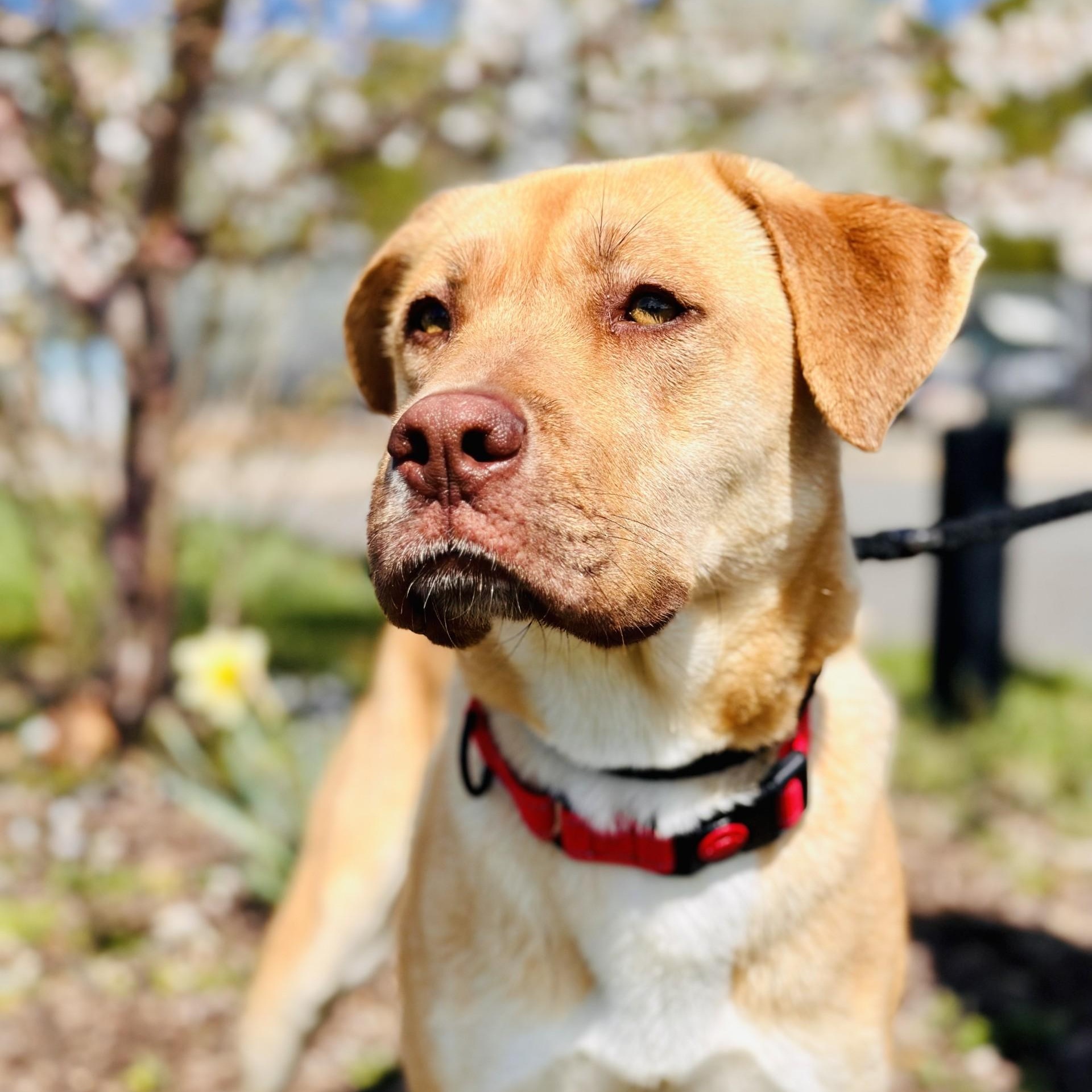 Enlarge Sunny , a ADOPTABLE mixed breed in Manahawkin, NJ image 2/4
