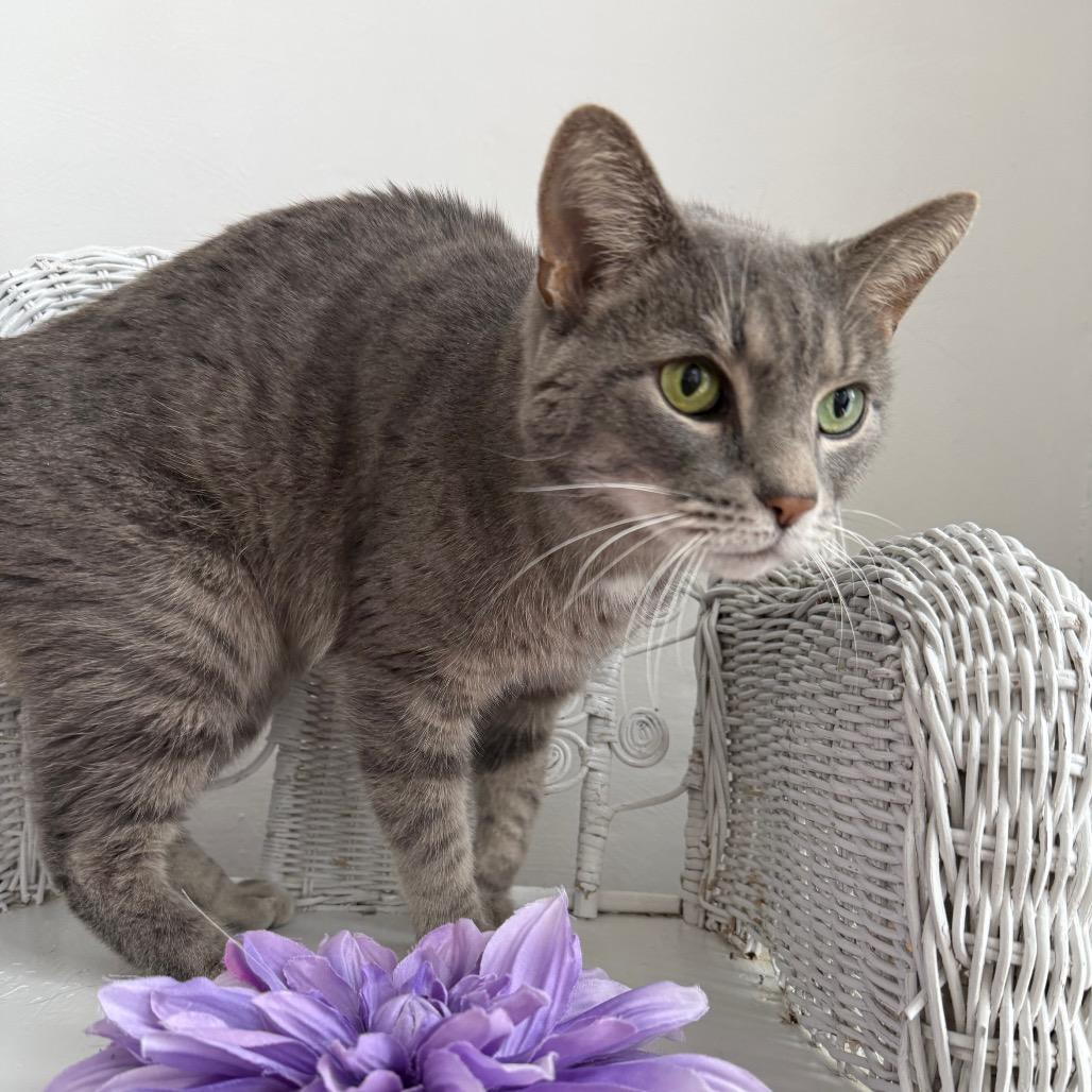 Juggles 55476, Adoptable, Adult Male Domestic Short Hair.