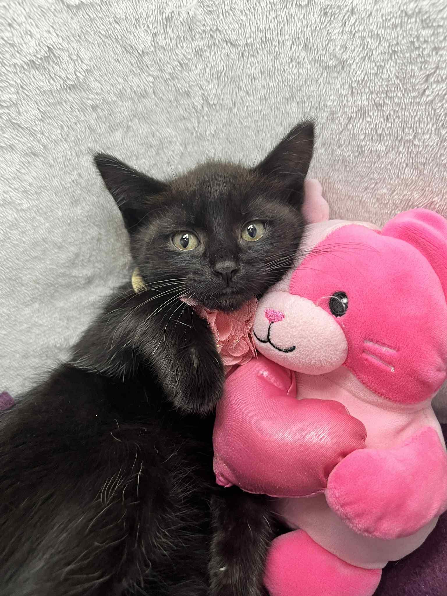 Zoey, a Adoptable Domestic Short Hair in Tavares, FL image 2/2