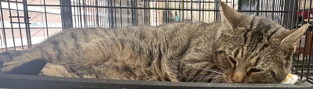 Oscar, Adoptable, Adult Male Domestic Short Hair.