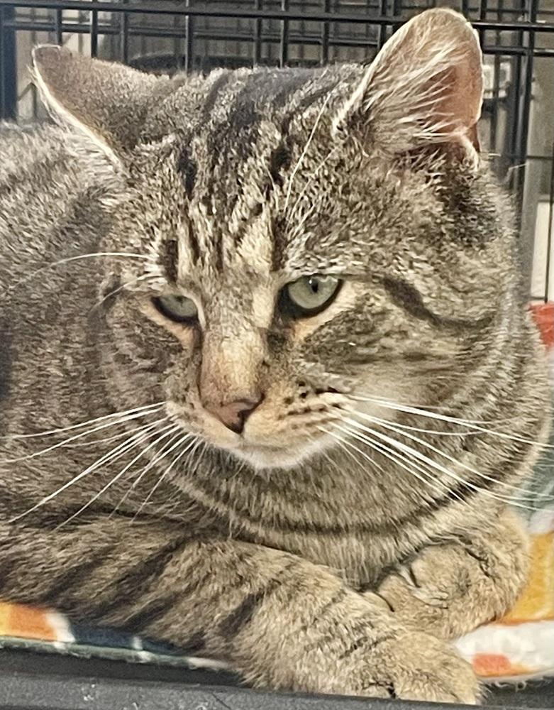 Enlarge Oscar, a Adoptable mixed breed in Southbury, CT image 2/4