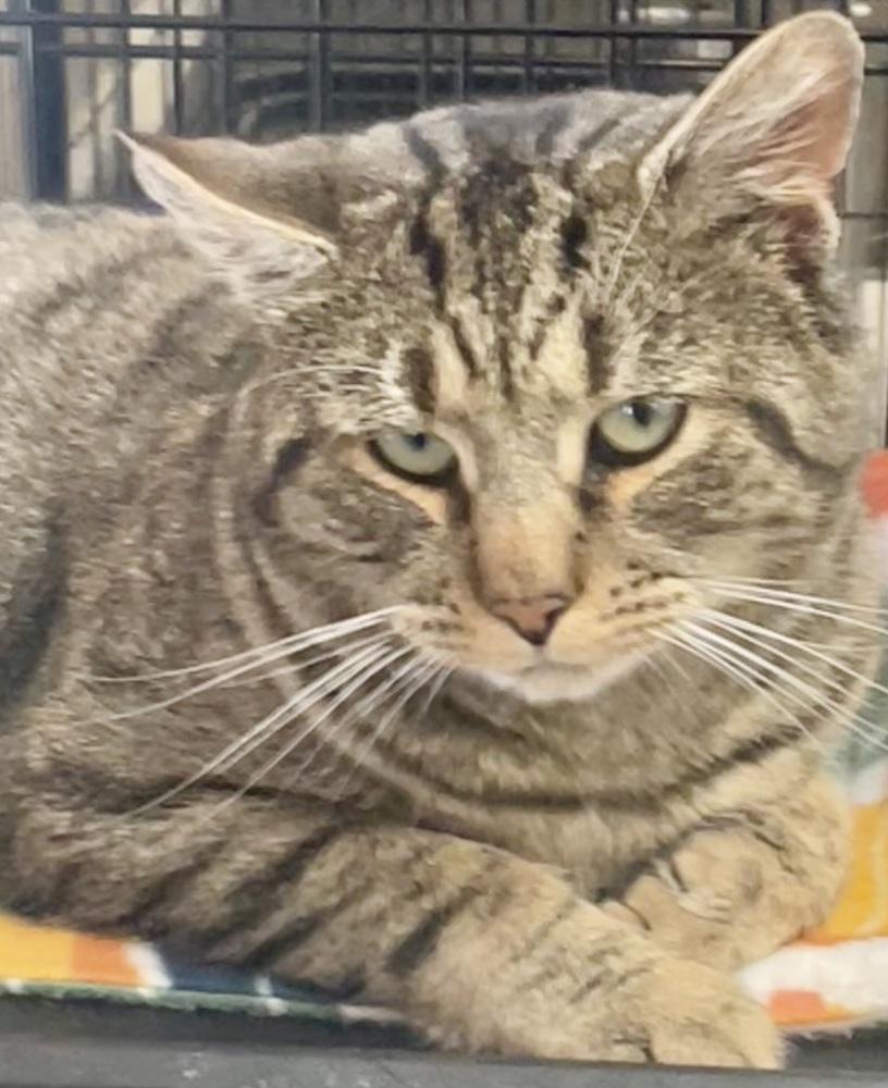 Enlarge Oscar, a Adoptable mixed breed in Southbury, CT image 3/4