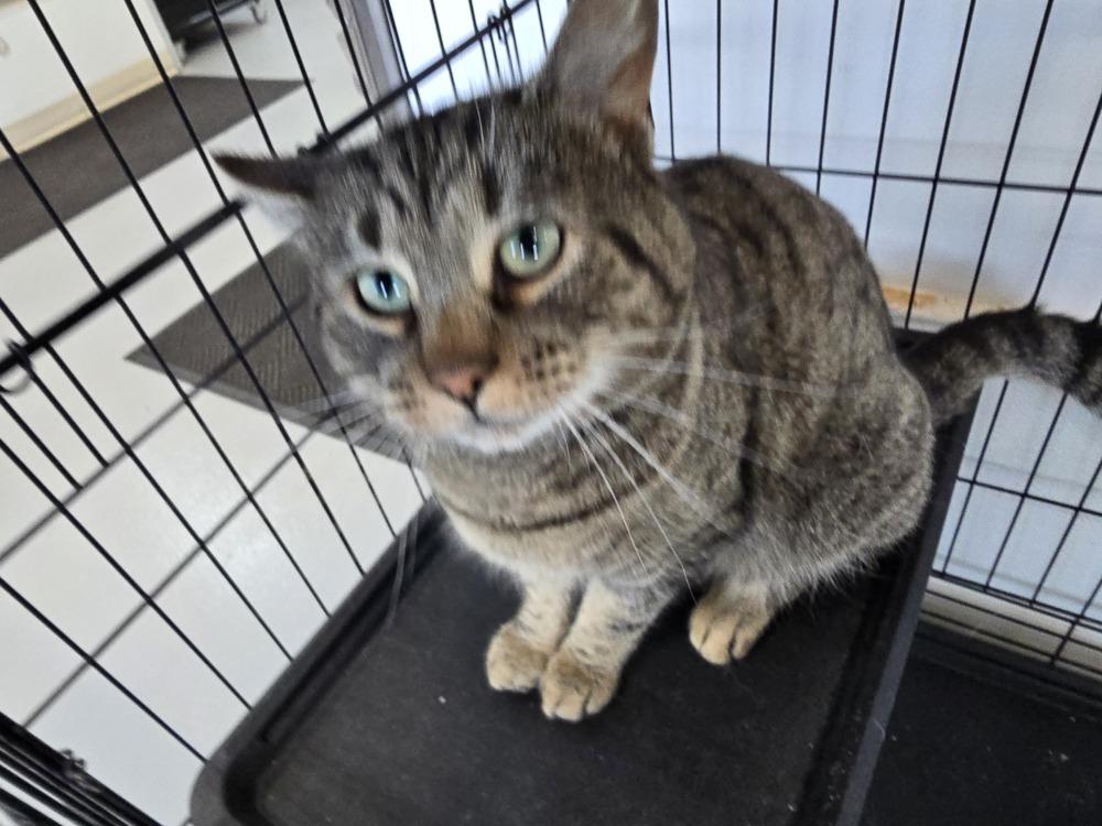 Enlarge Oscar, a Adoptable mixed breed in Southbury, CT image 4/4