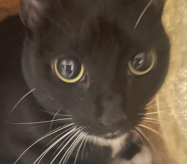 Enlarge Checkers (mcas), a Adoptable mixed breed in Troutdale, OR image 1/3