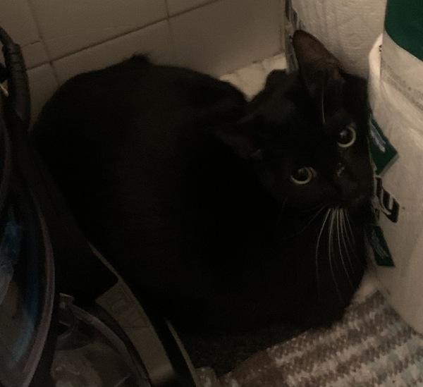 Enlarge Checkers (mcas), a Adoptable mixed breed in Troutdale, OR image 2/3