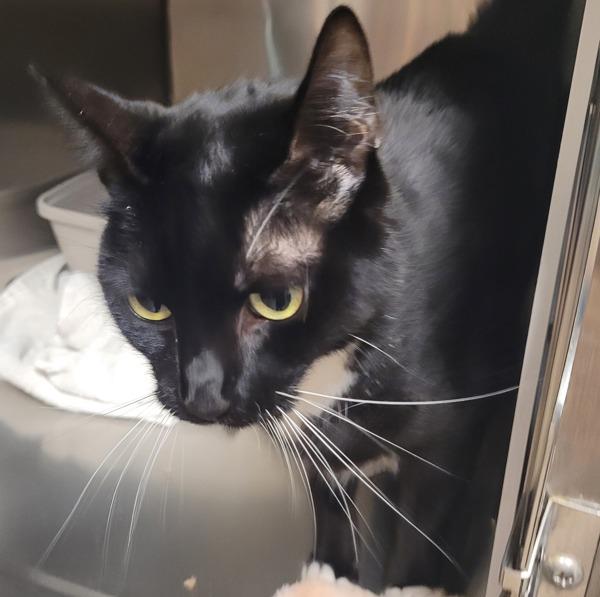 Enlarge Checkers (mcas), a Adoptable mixed breed in Troutdale, OR image 3/3