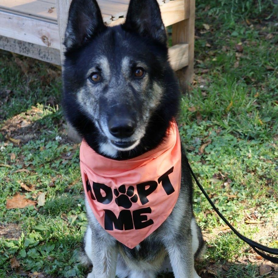 Enlarge Pete, an adoptable mixed breed in Whitehall, PA image 3/4