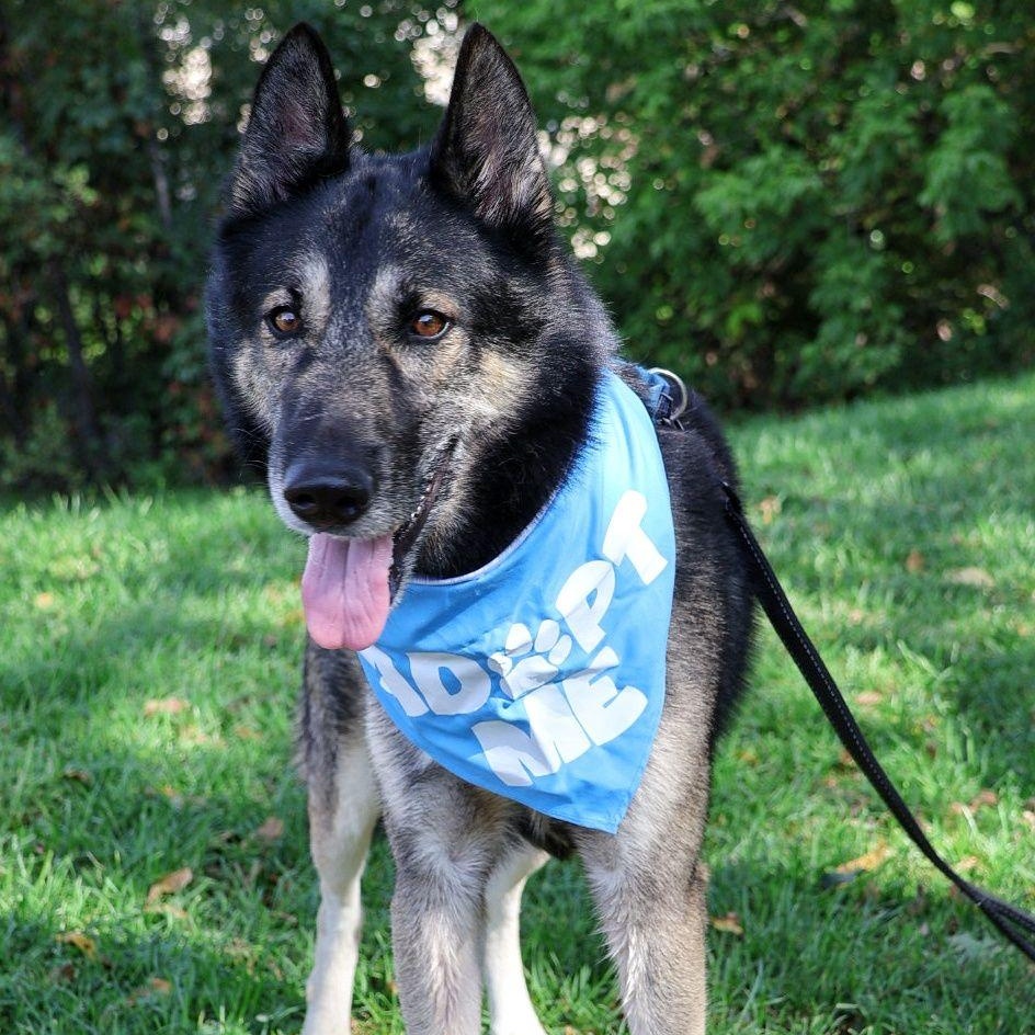 Pete, adoptable, Senior Male Shepherd.