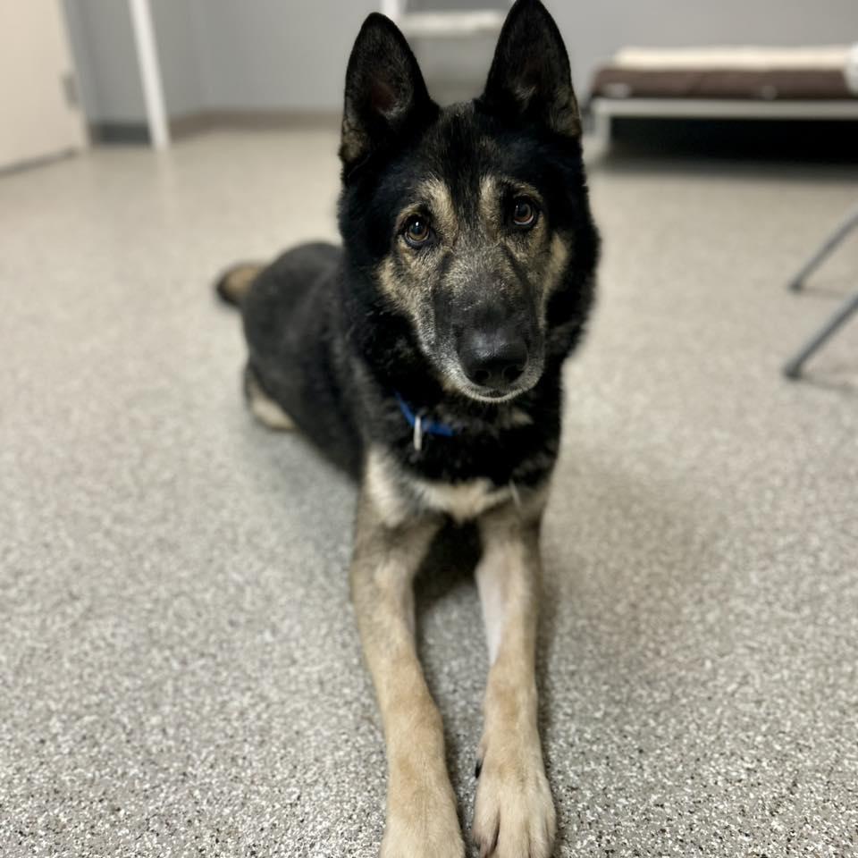Enlarge Pete, an adoptable mixed breed in Whitehall, PA image 2/4