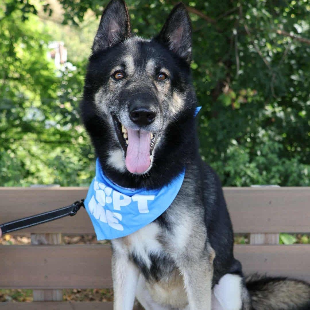 Enlarge Pete, an adoptable mixed breed in Whitehall, PA image 4/4