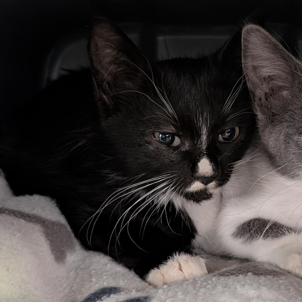 Wirt, Adoptable, Kitten Male Domestic Short Hair.