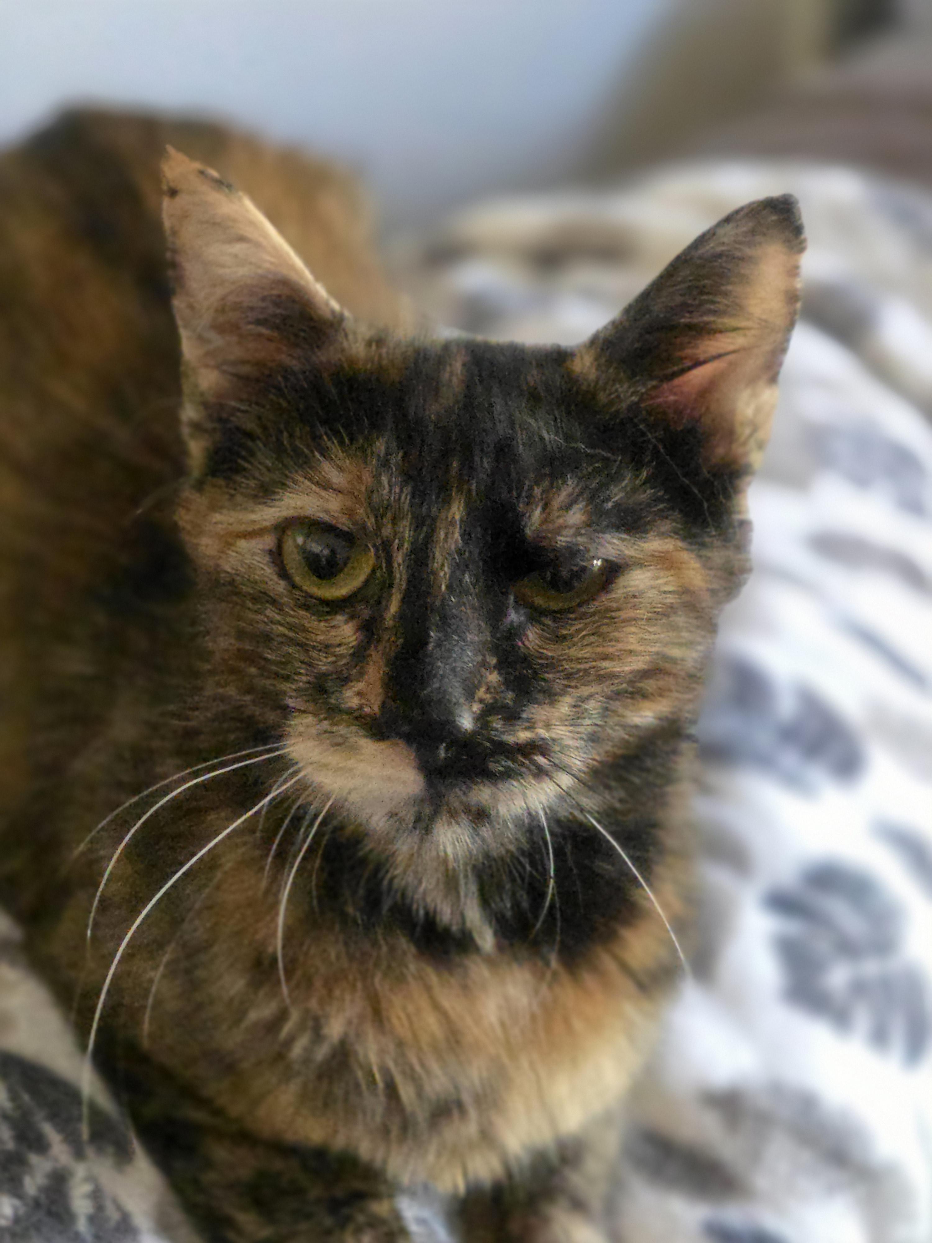 Enlarge Mufasa, a Adoptable mixed breed in Rio Linda, CA image 1/3