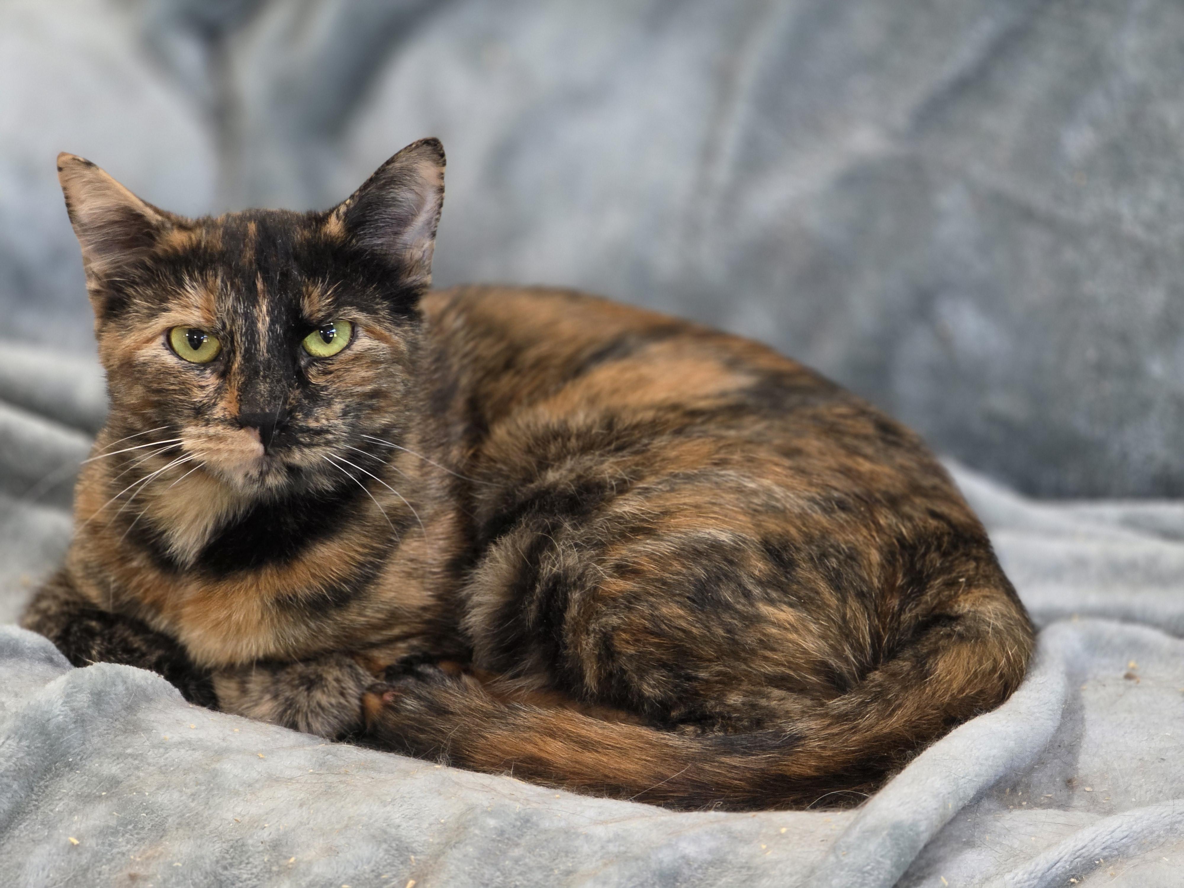 Enlarge Mufasa, a Adoptable mixed breed in Rio Linda, CA image 2/5