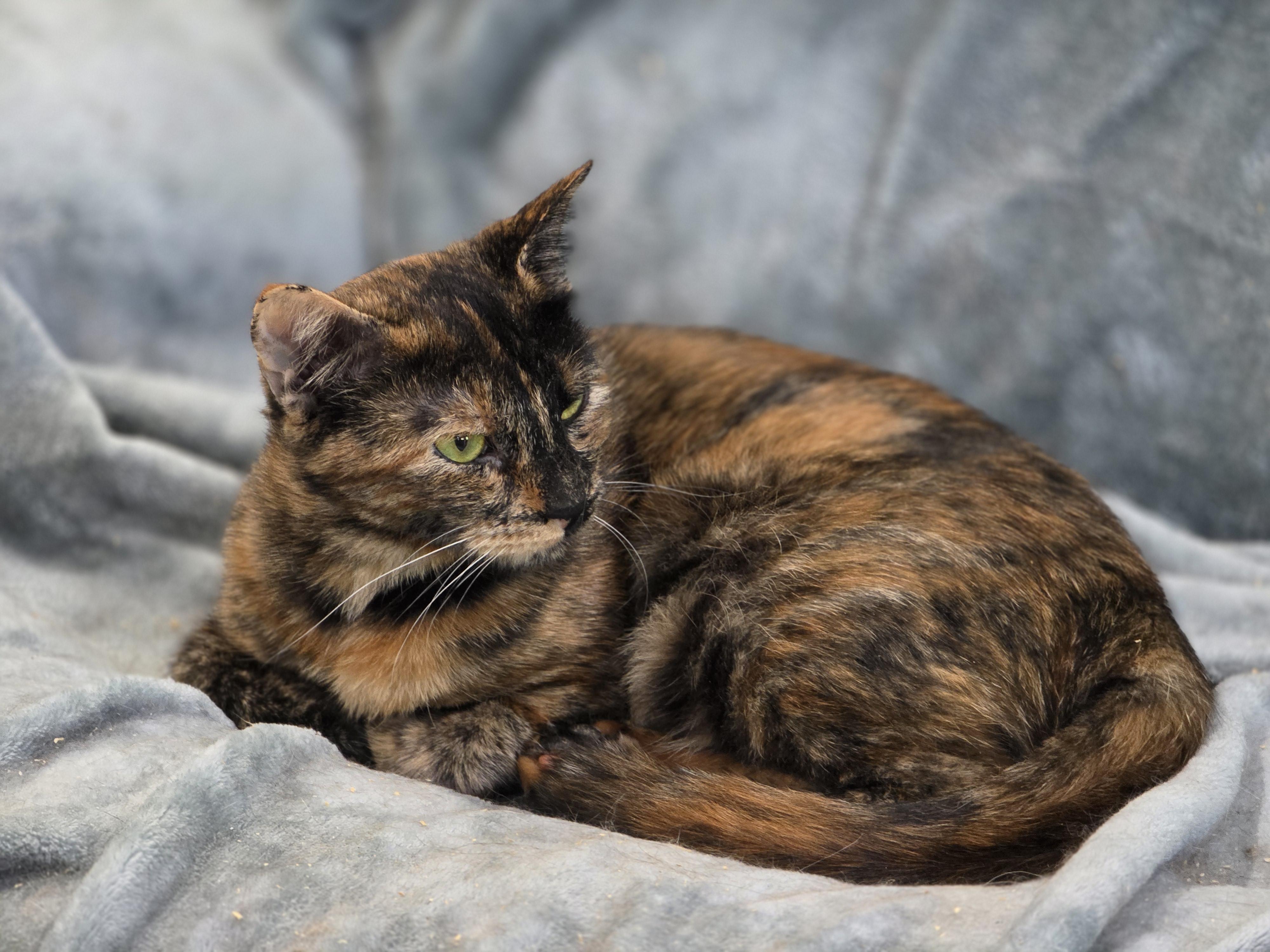 Enlarge Mufasa, a Adoptable mixed breed in Rio Linda, CA image 3/5