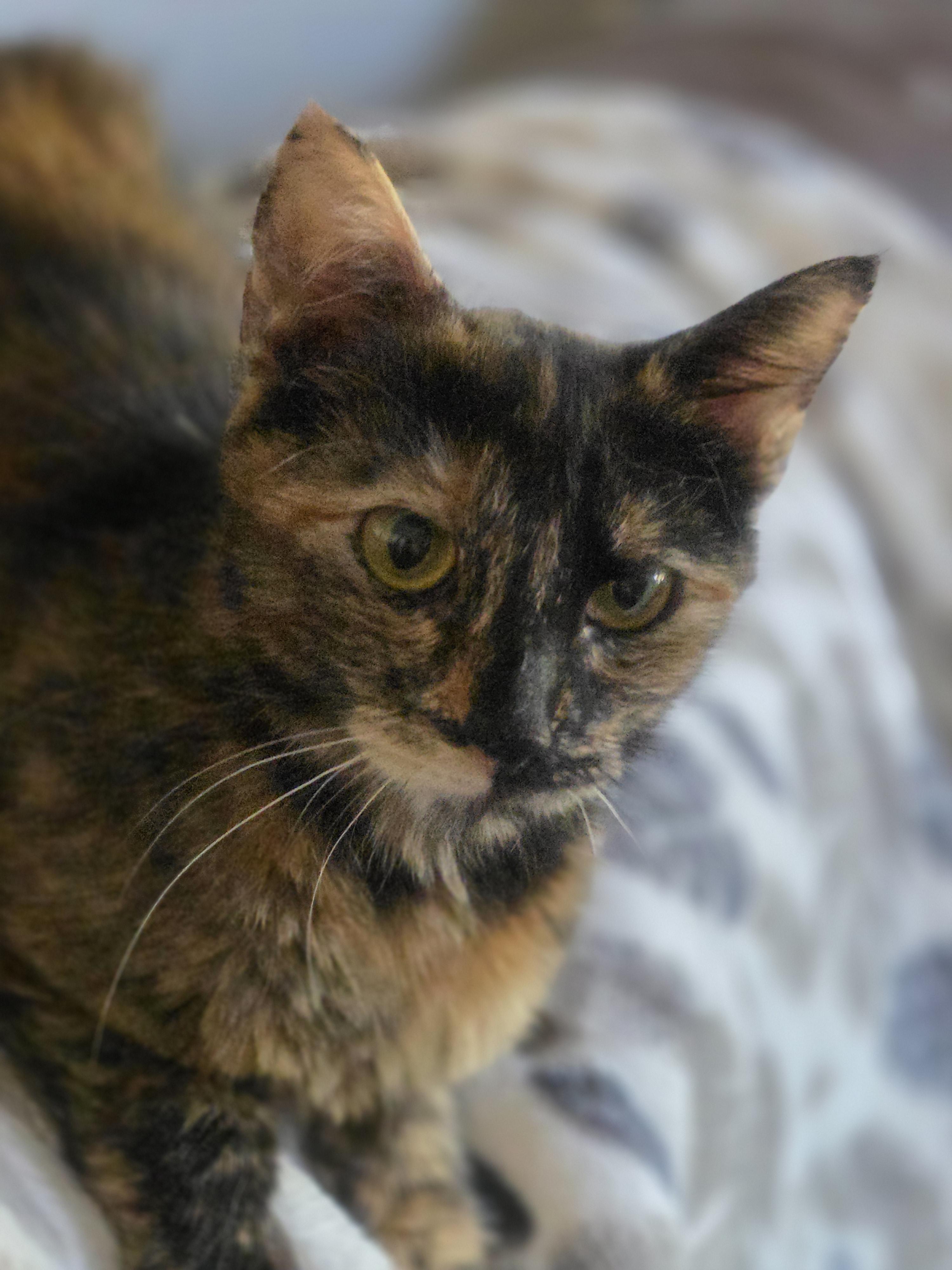 Enlarge Mufasa, a Adoptable mixed breed in Rio Linda, CA image 2/3