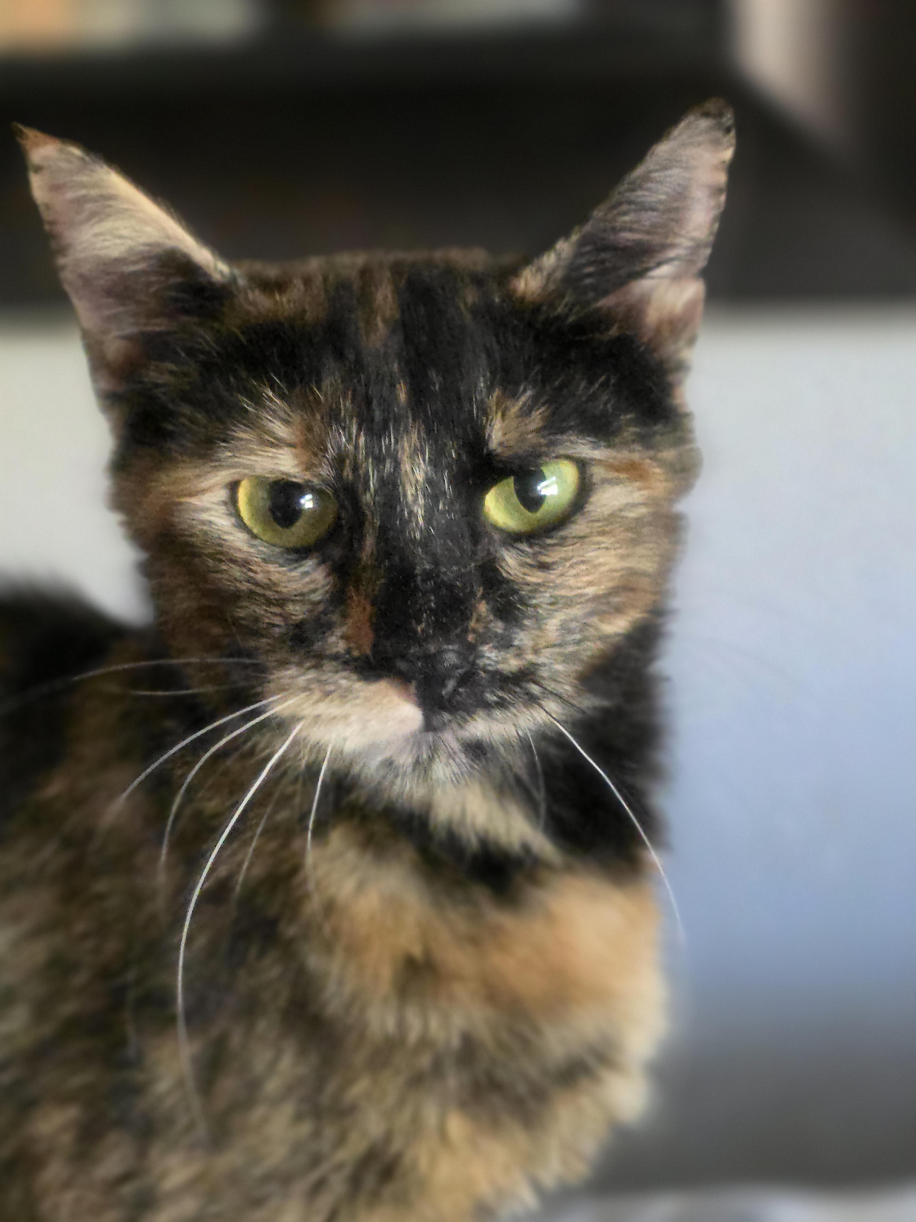 Enlarge Mufasa, a Adoptable mixed breed in Rio Linda, CA image 3/3