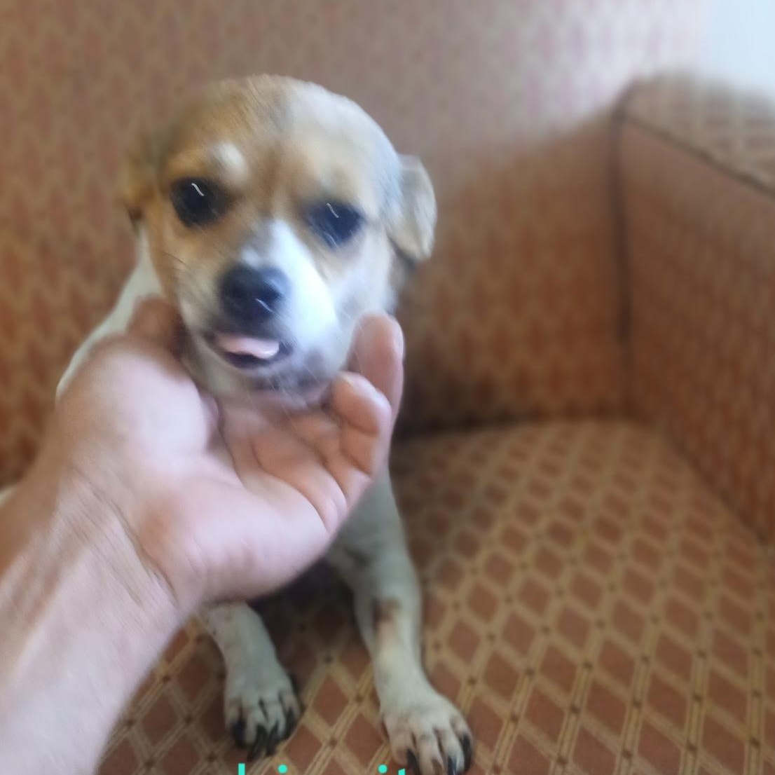 Enlarge Chiquita , a ADOPTABLE Chihuahua in Inez, TX image 5/6