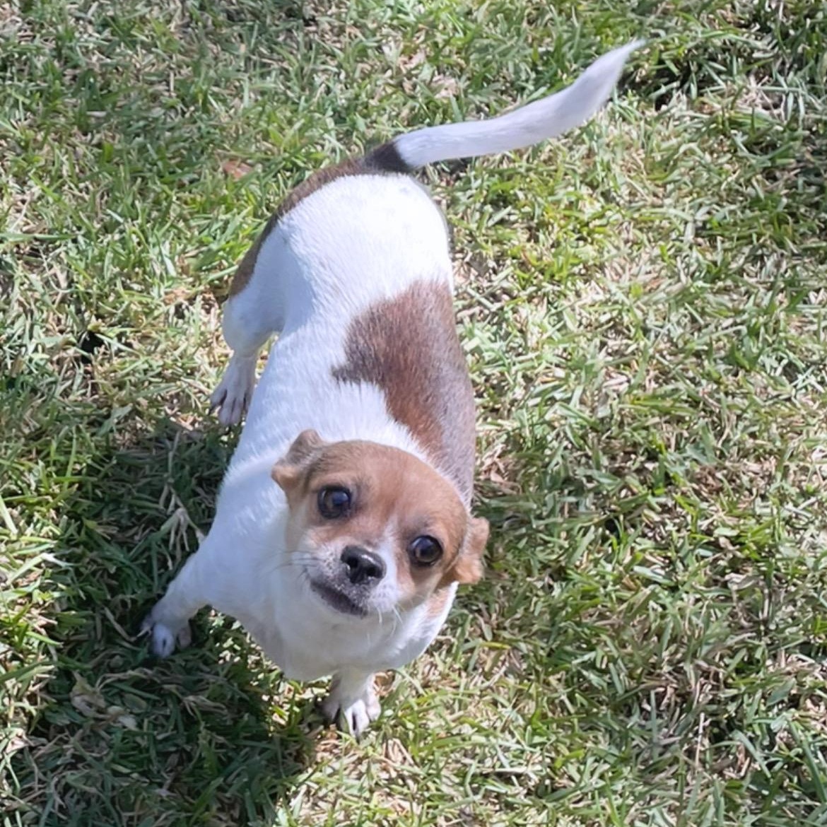 Enlarge Chiquita , a ADOPTABLE Chihuahua in Inez, TX image 2/6